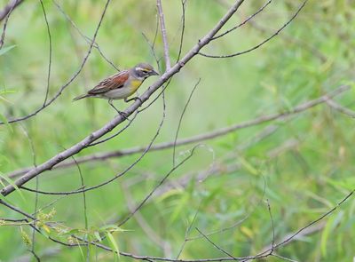 Dickcissel