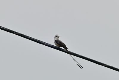 Flycatchers