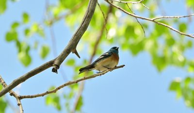 Lazuli Bunting (male)