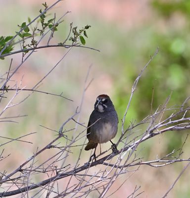 Towhees