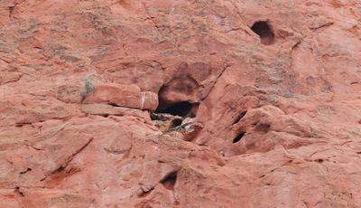 Peregrine Falcon