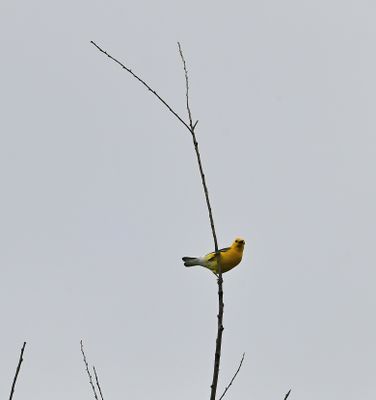 Prothonotary Warbler