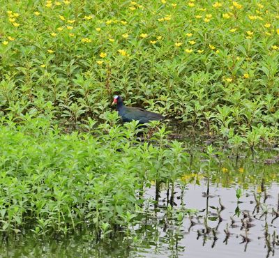 Purple Gallinule