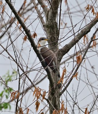 Yellow-billed Cuckoo