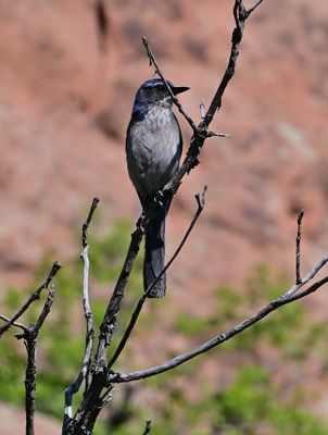 Woodhouse's Scrub Jay