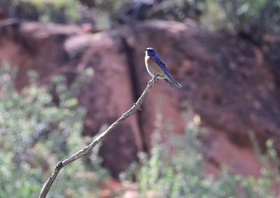 Western Bluebird (male)