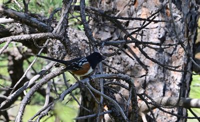 Spotted Towhee (male)