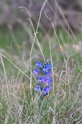 Plants & Flowers & Grasses