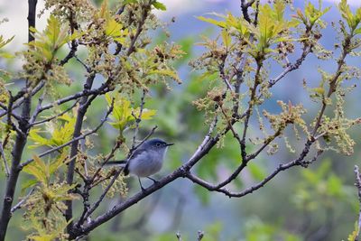 Blue-gray Gnatcatcher