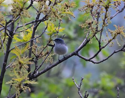 Blue-gray Gnatcatcher