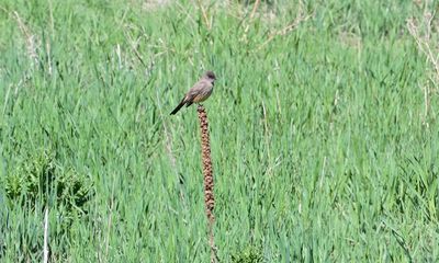 Say's Phoebe