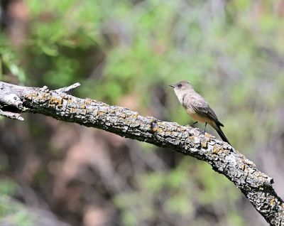 Say's Phoebe