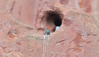 Peregrine Falcon
