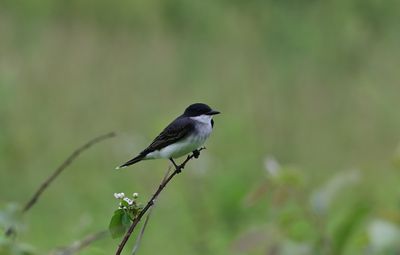 Flycatchers