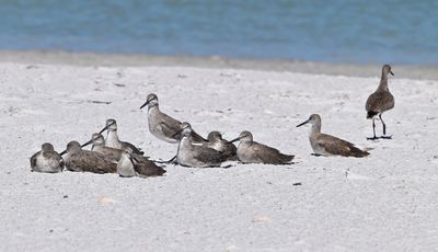 Water Birds