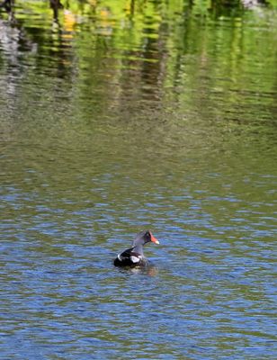 Water Birds