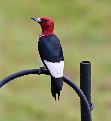 Red-headed Woodpeckers