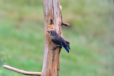 Bluebirds