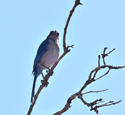 Woodhouse's Scrub Jay