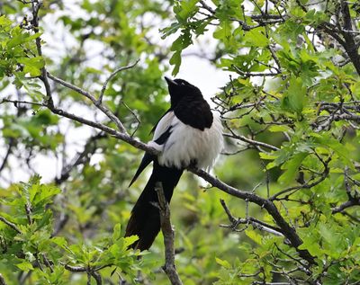 Magpie