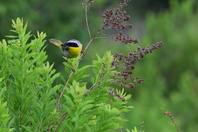 Birding in West Virginia