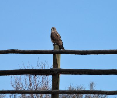 Hawks