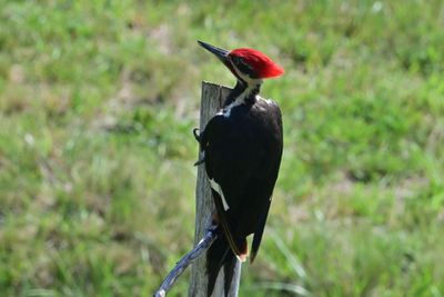 Pileated Woodpeckers