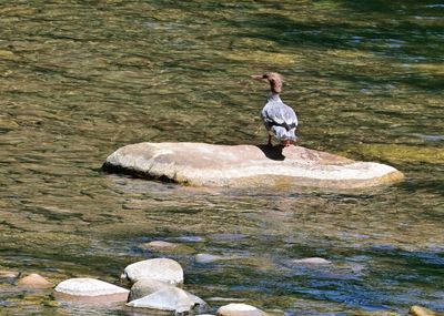 Birding in West Virginia