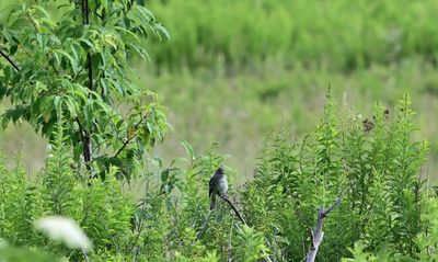 Birding in West Virginia