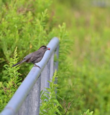 Mockingbirds