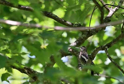 Birding in West Virginia