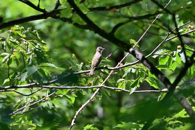 ^Red-eyed Vireos