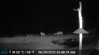 GardePro Game Camera