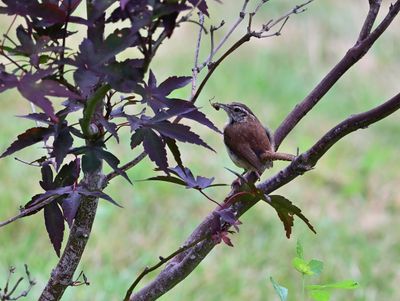 Wrens