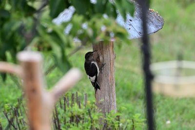 Red-headed Woodpeckers