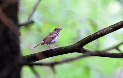 Birding in West Virginia