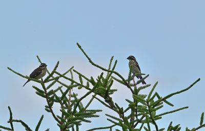 Grosbeaks