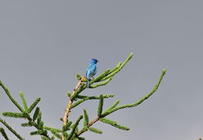 Buntings