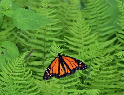 Butterflies
