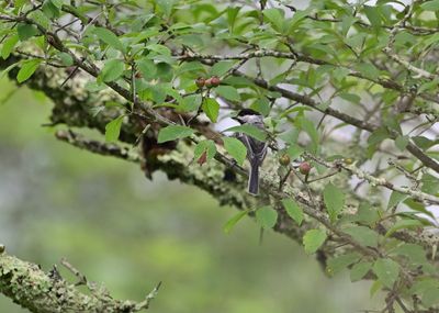 Chickadees & Tufted Titmice