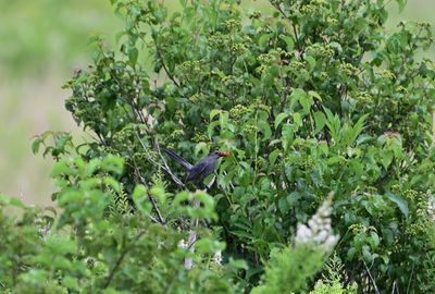 Birding in West Virginia