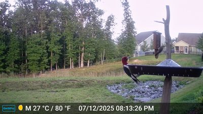 GardePro Game Camera