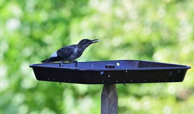 Red-headed Woodpeckers