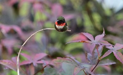 Hummingbirds