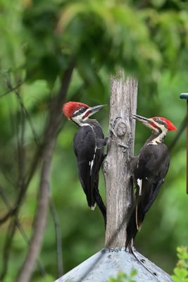 Pileated Woodpecker (males)