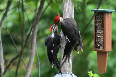 Pileated Woodpeckers