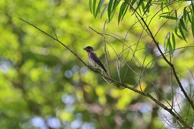 Bluebirds