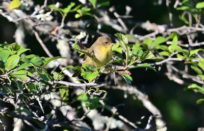 ^Common Yellowthroat Warblers