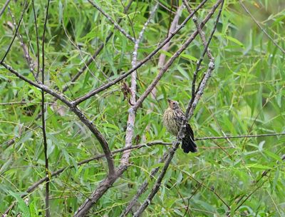 Red-winged Blackbird (immature)