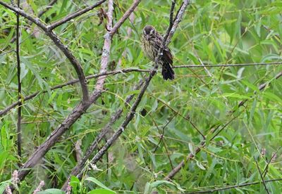 Red-winged Blackbird (immature)